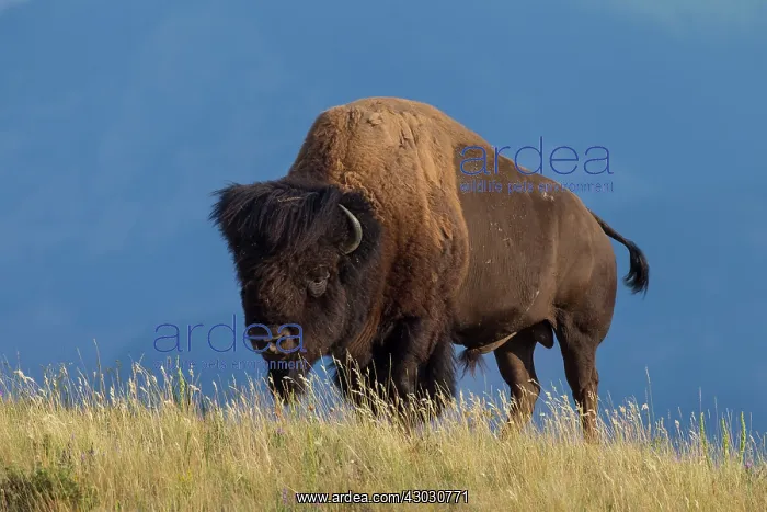  : American Bison bull