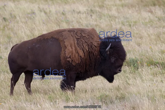  : American Bison bull