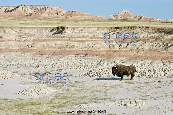 : American Bison - bull roaming the Sage Creek Wilderness : American Bison - bull roaming the Sage Creek Wilderness
