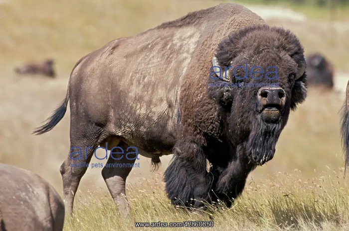 : American Bison - bull showing flehmen behavior : American Bison - bull showing flehmen behavior