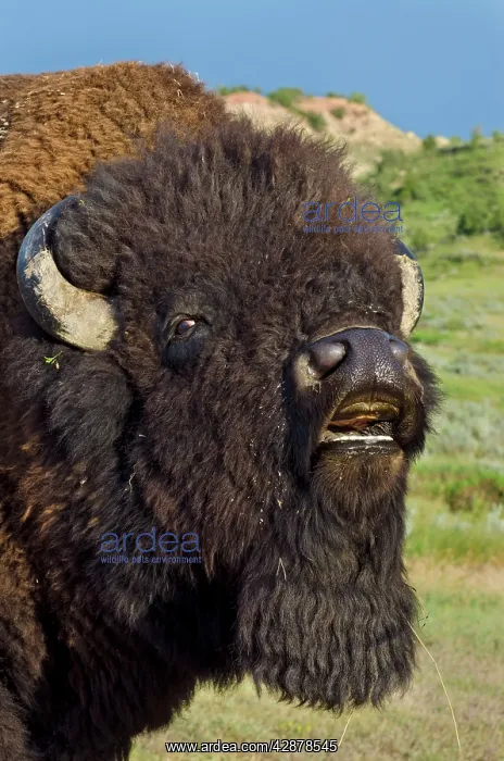 : American Bison - bull showing flehmen behavior : American Bison - bull showing flehmen behavior
