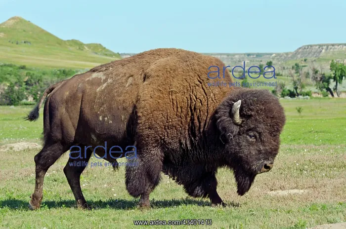 : American Bison - bull walking through prairie area - summer : American Bison - bull walking through prairie area - summer