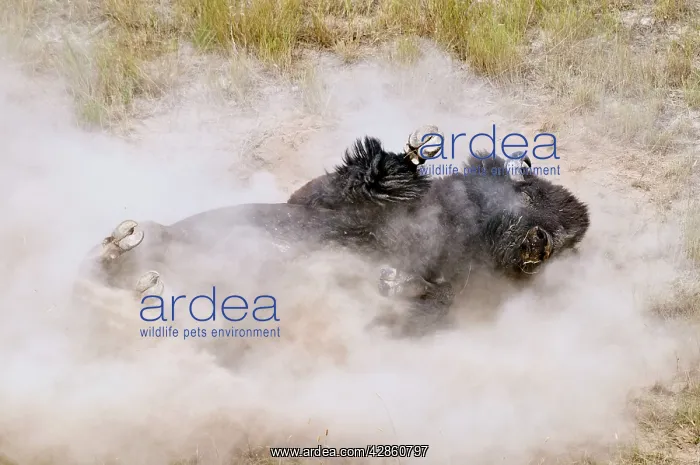 : American Bison - bull wallowing during summer mating : American Bison - bull wallowing during summer mating