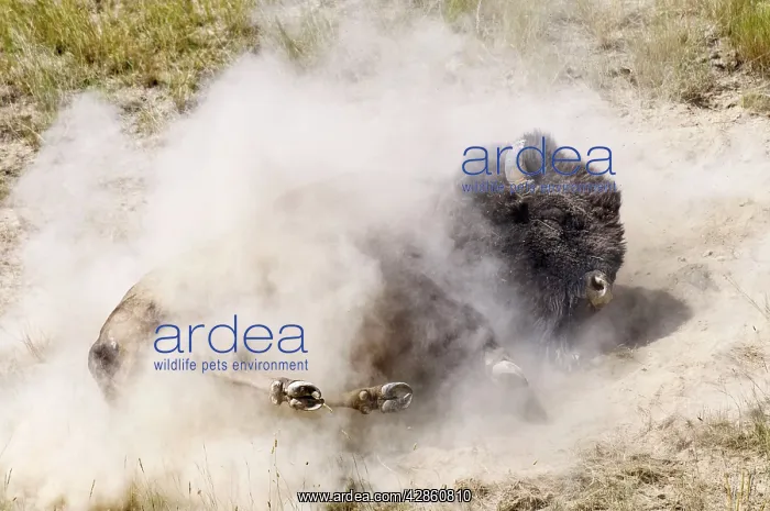 : American Bison - bull wallowing during summer mating : American Bison - bull wallowing during summer mating