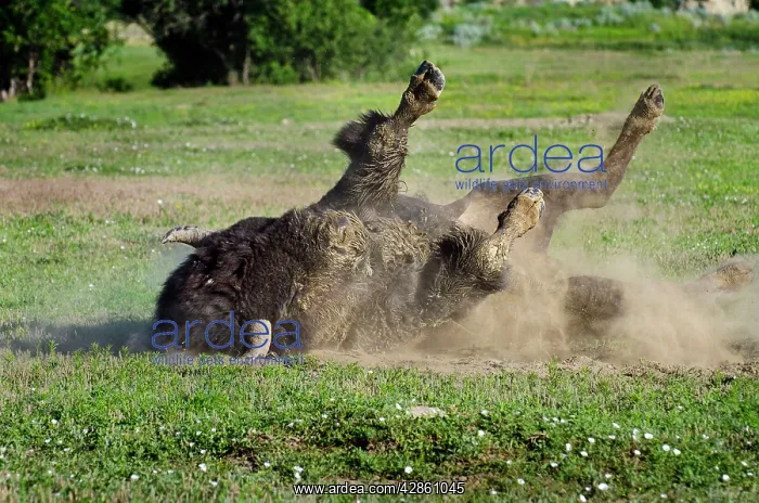 : American Bison - bull wallowing during summer mating season : American Bison - bull wallowing during summer mating season