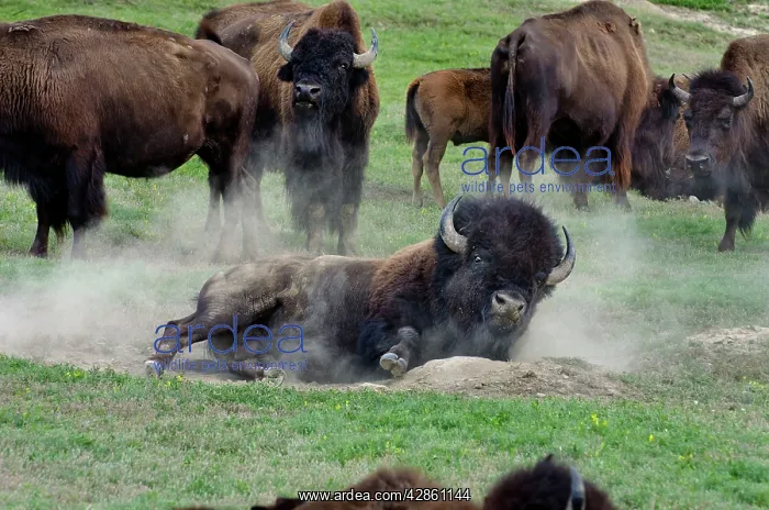 : American Bison - bull wallowing during summer mating season : American Bison - bull wallowing during summer mating season