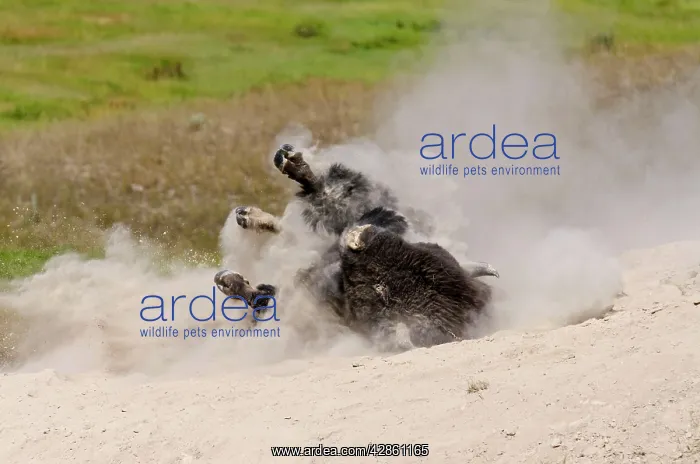 : American Bison - bull wallowing during summer mating season : American Bison - bull wallowing during summer mating season