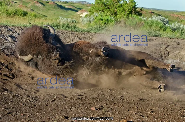 : American Bison - bull wallowing during summer mating season : American Bison - bull wallowing during summer mating season