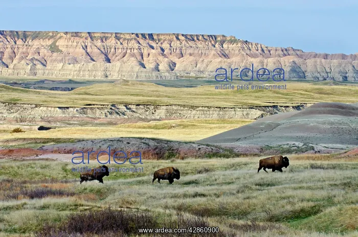 : American Bison - bulls roaming the Sage Creek Wilderness : American Bison - bulls roaming the Sage Creek Wilderness