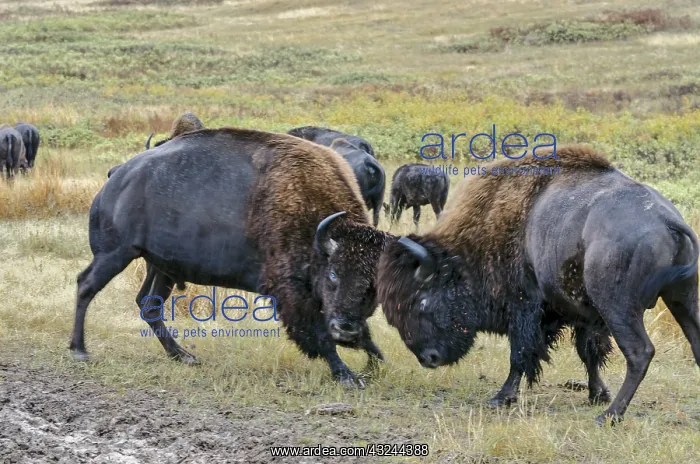  : American Bison bulls sparring. Western U.S. Late summer