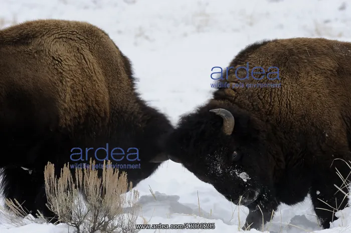 : American Bison butting heads - Pair of American : American Bison butting heads - Pair of American