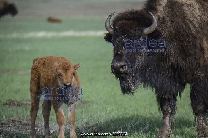 : American Bison calf and cow - American Bison calf : American Bison calf and cow - American Bison calf