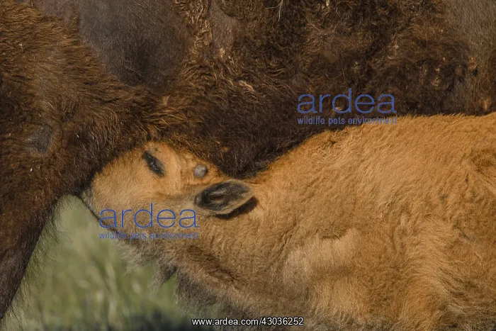 : American Bison calf nursing - American Bison calf : American Bison calf nursing - American Bison calf