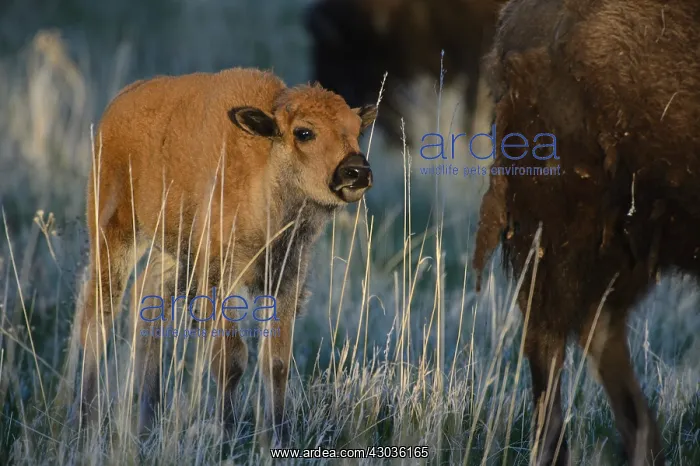 : American Bison calf at sunset - American Bison calf : American Bison calf at sunset - American Bison calf