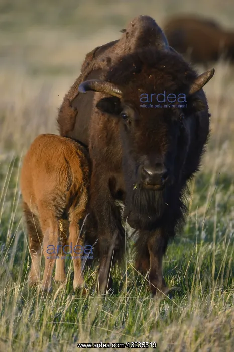 : American Bison calf at sunset - American Bison calf : American Bison calf at sunset - American Bison calf