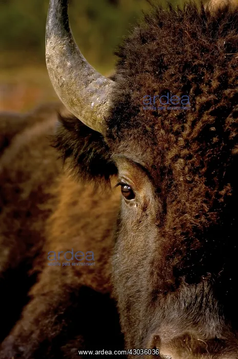 : American Bison close up - American Bison close up : American Bison close up - American Bison close up