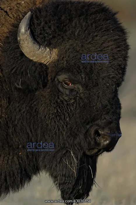 : American Bison close up - American Bison close up : American Bison close up - American Bison close up