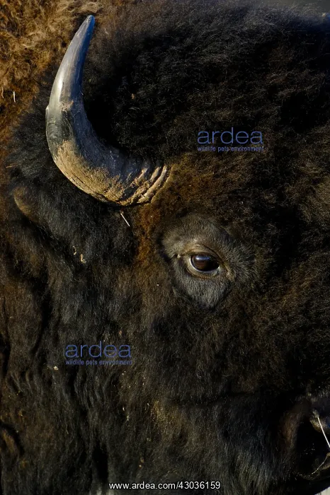 : American Bison close up - American Bison close up : American Bison close up - American Bison close up