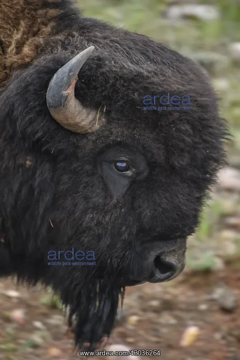 : American Bison close up - Close up of head of American : American Bison close up - Close up of head of American