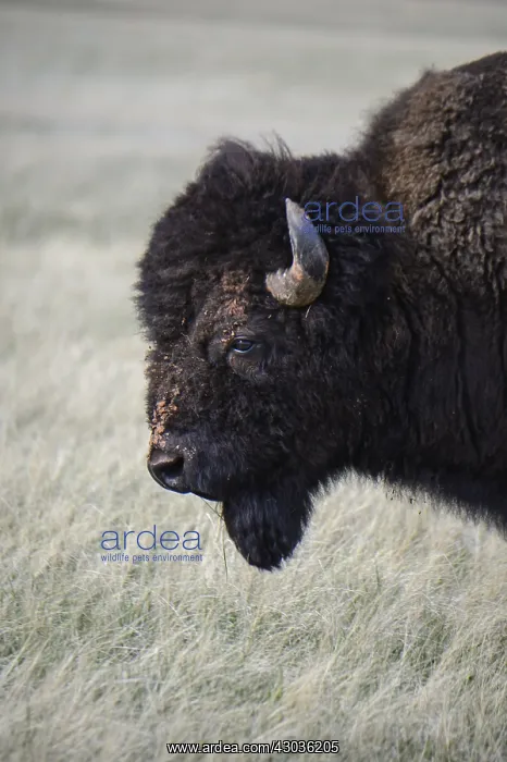  : American Bison close up - Close up of lone American