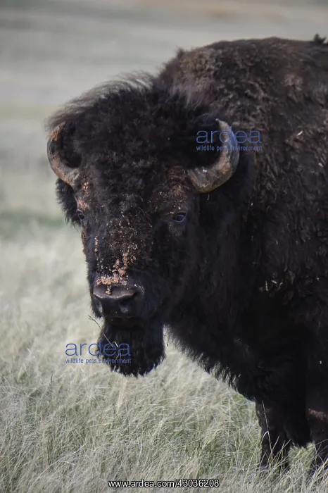 : American Bison close up - Close up of lone American : American Bison close up - Close up of lone American