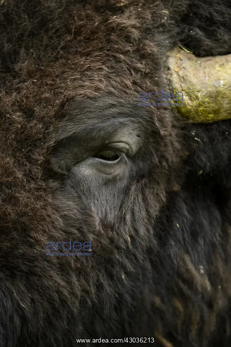 : American Bison close up - Close up of lone American : American Bison close up - Close up of lone American