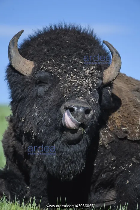: American Bison close up laying on a hill - Close : American Bison close up laying on a hill - Close