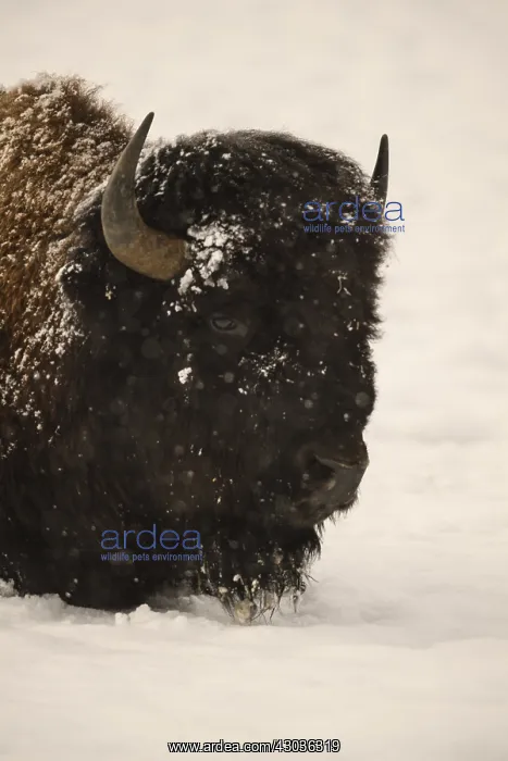: American Bison close up laying in snow - Close up : American Bison close up laying in snow - Close up