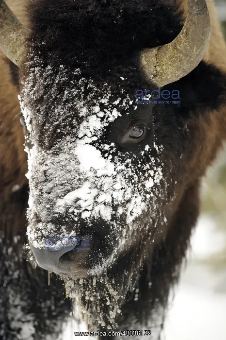 : American Bison close up in snow - American Bison : American Bison close up in snow - American Bison