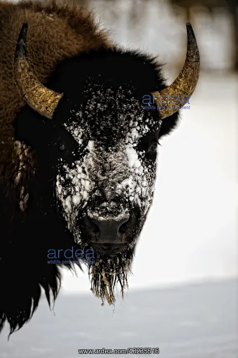 : American Bison close up in snow - American Bison : American Bison close up in snow - American Bison