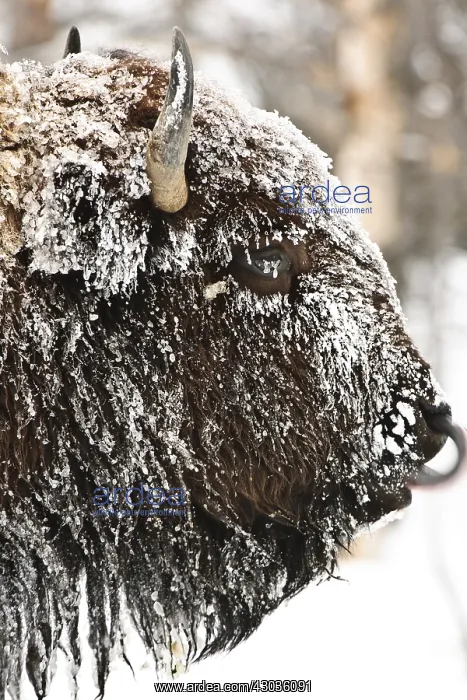 : American Bison close up in snow - Close up of snow : American Bison close up in snow - Close up of snow