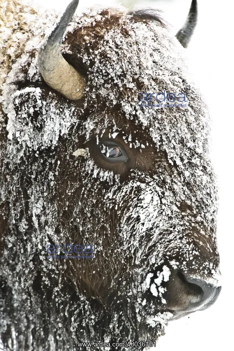 : American Bison close up in snow - Close up of snow : American Bison close up in snow - Close up of snow