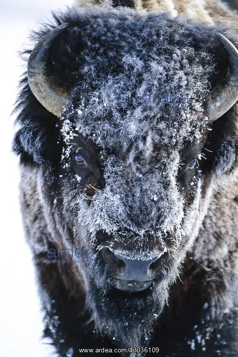 : American Bison close up in snow - Close up of snow : American Bison close up in snow - Close up of snow