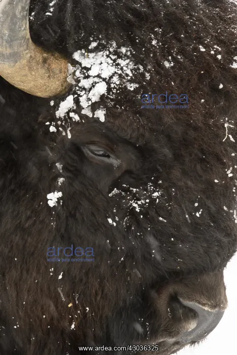 : American Bison close up in snow - Close up of snow : American Bison close up in snow - Close up of snow