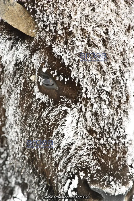 : American Bison close up in snow - Close up of snow : American Bison close up in snow - Close up of snow