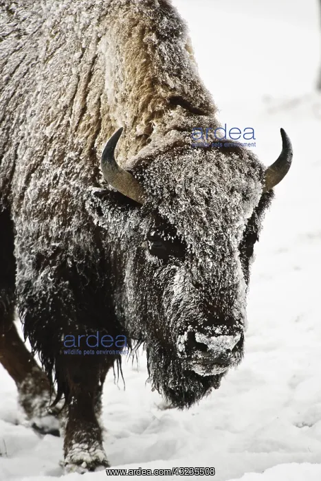 : American Bison close up in snow - Close up of snow : American Bison close up in snow - Close up of snow