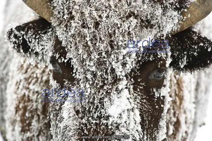 : American Bison close up in snow - Close up of snow : American Bison close up in snow - Close up of snow
