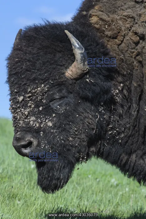 : American Bison close up standing on a hill - Close : American Bison close up standing on a hill - Close