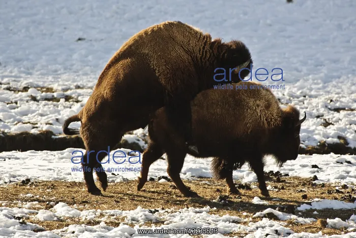 : American Bison cow and bull mating in winter - American : American Bison cow and bull mating in winter - American