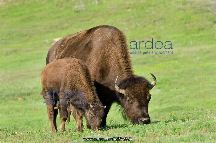 : American Bison - cow with calf : American Bison - cow with calf
