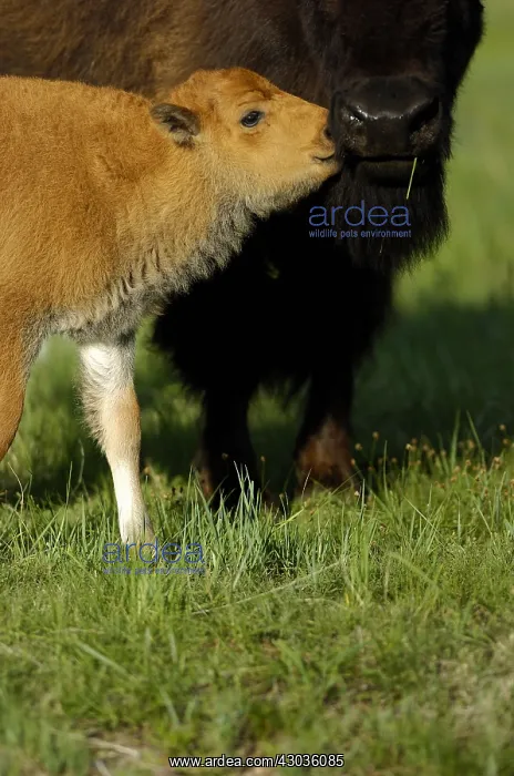 : American Bison cow and calf - American Bison cow : American Bison cow and calf - American Bison cow