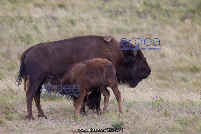  : American Bison cow with calf suckling