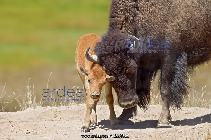 : American Bison - cow with calf - Summer : American Bison - cow with calf - Summer