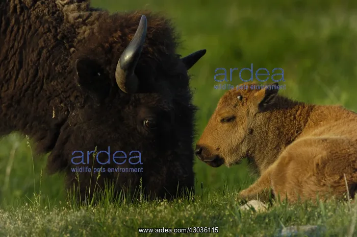 : American Bison cow feeding with calf - American : American Bison cow feeding with calf - American