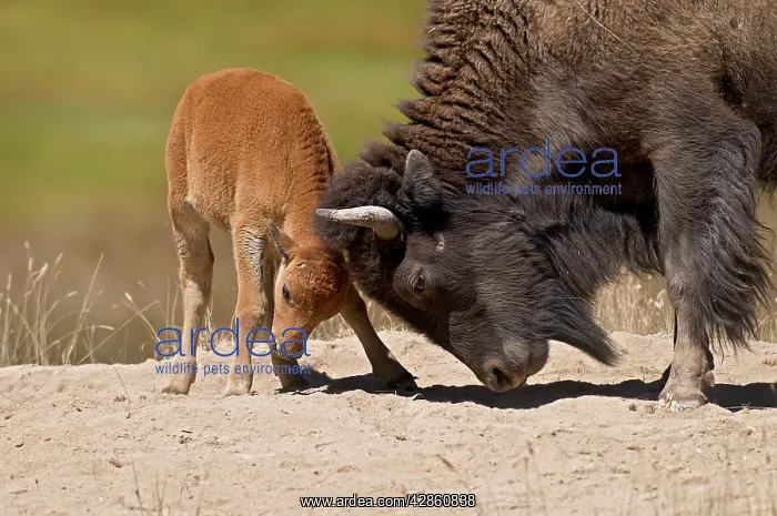  : American Bison - cow playful with calf - Summer