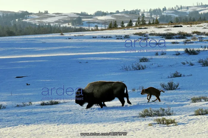 : American Bison - cow with very young calf trudge : American Bison - cow with very young calf trudge