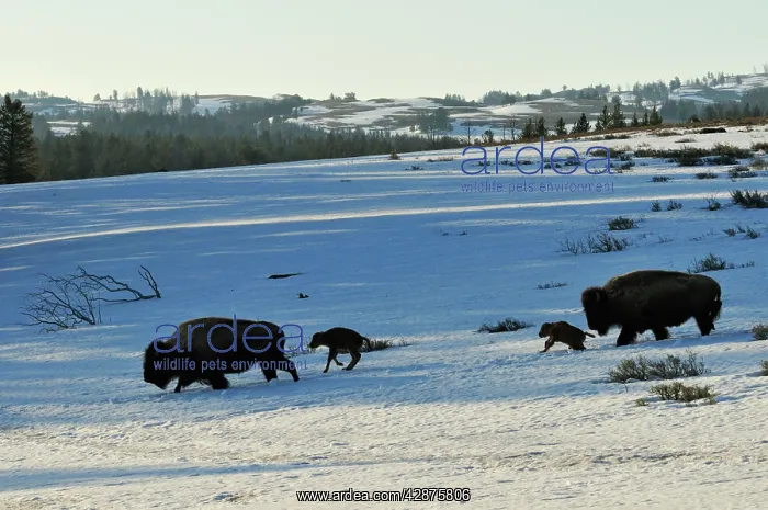 : American Bison - cows with very young calves trudge : American Bison - cows with very young calves trudge