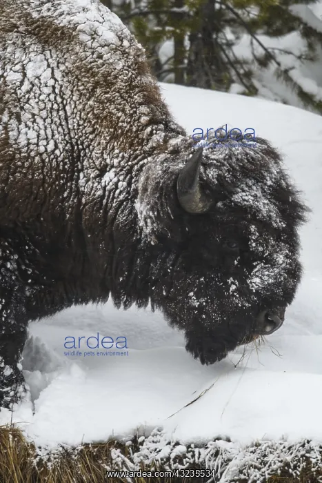 : American Bison foraging in snow - Lone American : American Bison foraging in snow - Lone American