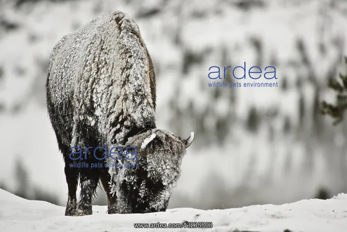 : American Bison foraging in winter - Lone American : American Bison foraging in winter - Lone American
