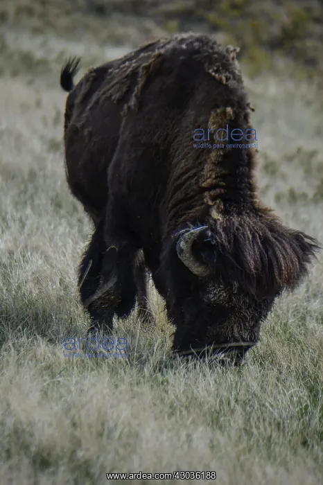 : American Bison grazing - American Bison grazing : American Bison grazing - American Bison grazing